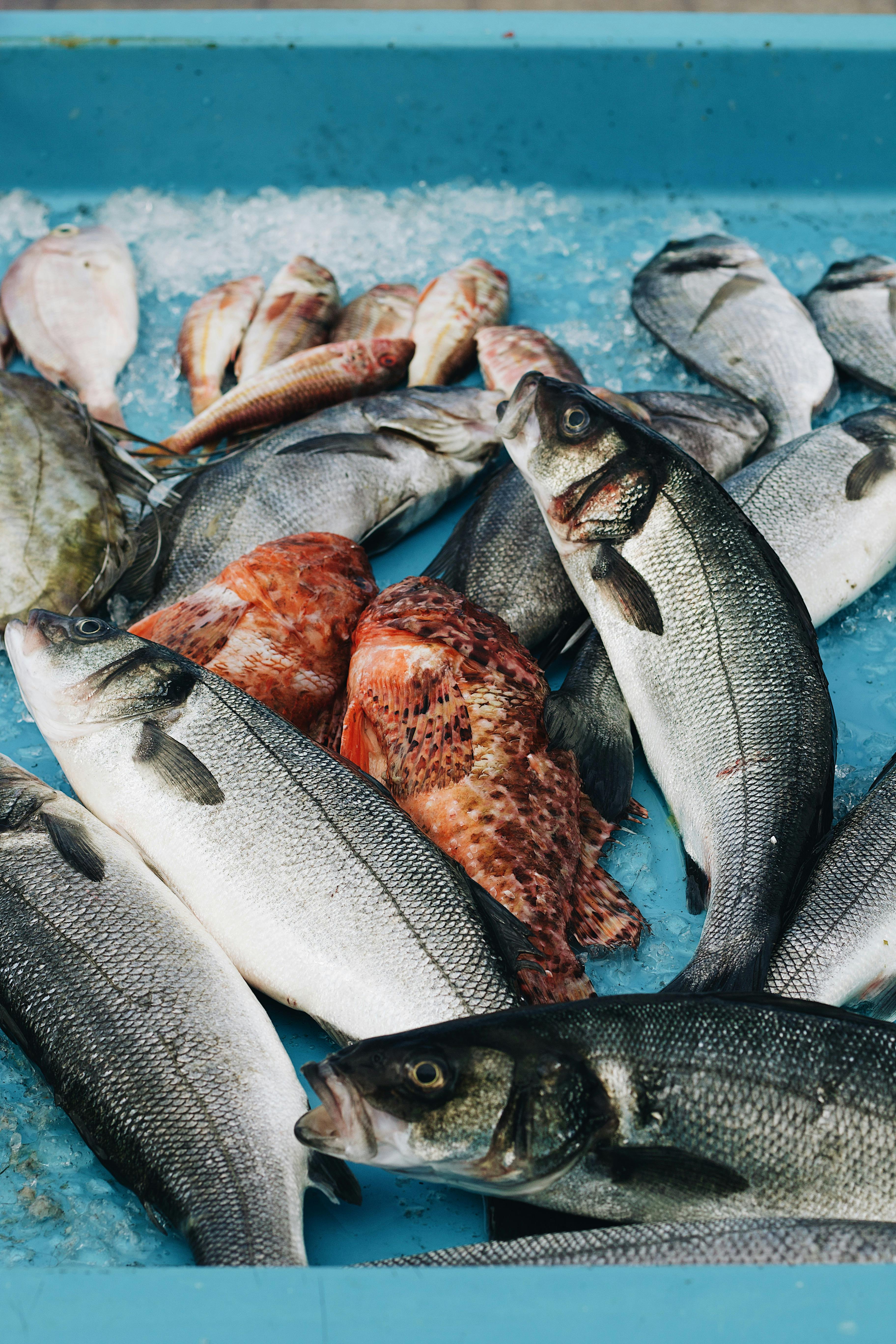 Fresh Wholesale Seafood
